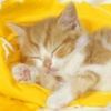animalc058.jpg