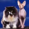 animalc060.jpg