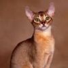 animalc061.jpg
