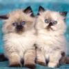 animalc063.jpg