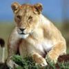 animalc064.jpg