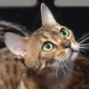 animalc065.jpg