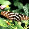 butterfly1.jpg