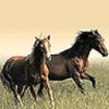 horses3.jpg