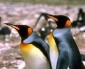 اسم الصورة=pingouins_003.jpg
حجم الملف=14كيلوبايت
الأبعاد=176x144
تاريخ الإضافة=%477 %03, %2006 pingouins_003.jpg