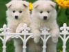 puppys.jpg