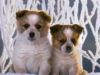 puppys2.jpg