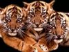tigers1.jpg