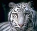 اسم الصورة=tigres_009.jpg
حجم الملف=3كيلوبايت
الأبعاد=176x144
تاريخ الإضافة=%477 %03, %2006 tigres_009.jpg