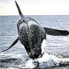 whale2.jpg