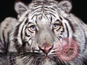 tiger1.jpg
