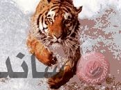 tiger3.jpg