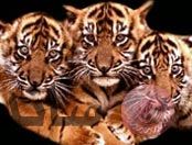 tigers1.jpg