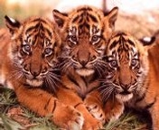 tigres_007.jpg