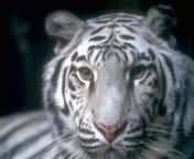 tigres_009.jpg