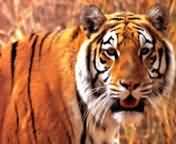 tigres_012.jpg