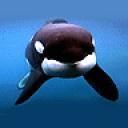 whale1.jpg