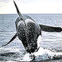 whale2.jpg