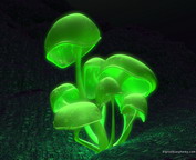 misc_00769.jpg