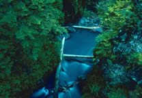 Forests003.jpg