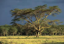 Forests004.jpg
