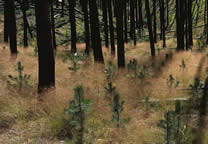 Forests006.jpg