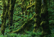 Forests007.jpg
