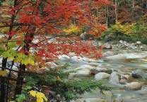 Forests008.jpg