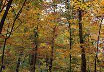Forests009.jpg