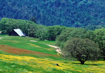 Forests010.jpg