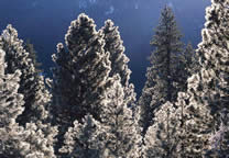 Forests011.jpg