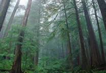 Forests012.jpg