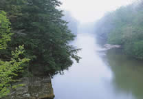 Forests013.jpg