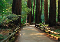 Forests014.jpg