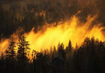Forests015.jpg