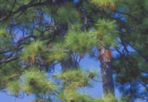 Forests016.jpg