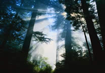 Forests017.jpg