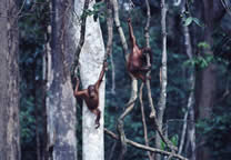 Forests018.jpg