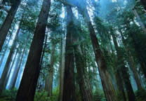 Forests021.jpg