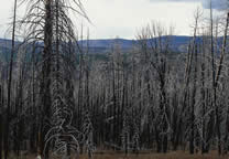 Forests022.jpg