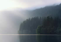 Forests026.jpg