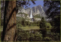 Forests027.jpg