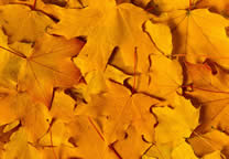 Forests028.jpg