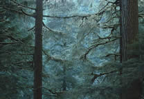 Forests029.jpg