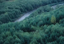 Forests031.jpg