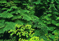 Forests034.jpg