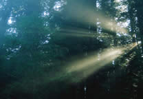 Forests035.jpg