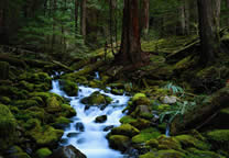 Forests036.jpg