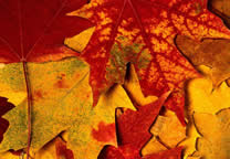 Forests037.jpg