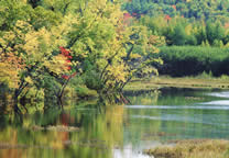Forests038.jpg